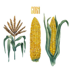Watercolor corn collection