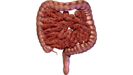 3d rendered medically accurate illustration of stomach  anatomy