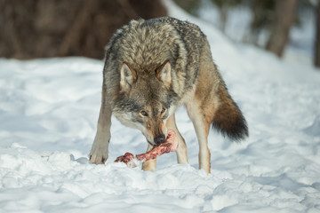 Naklejka premium A Lone Wolf in Snow