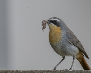 Cape Robin-chat, Cossypha caffra, with worm in beak, Cape Town, South Africa