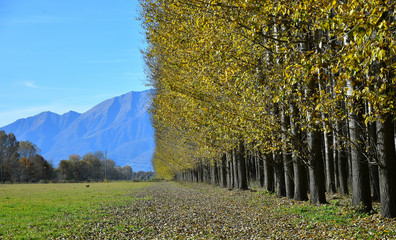 Vista alberi di betulla con foglie gialle