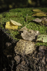 In The Autumn Forest