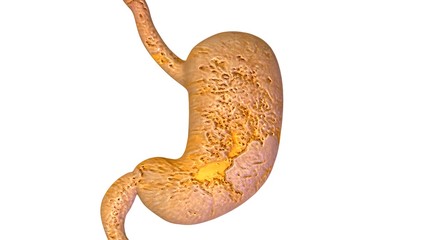 3d illustration human anatomy with internal organs and muscles