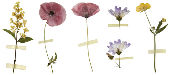 Dried flowers isolated on white. Attached with stripes of sticky tape