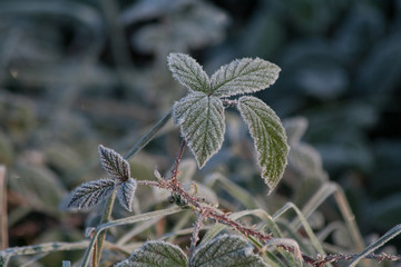 Winter im Naturgarten