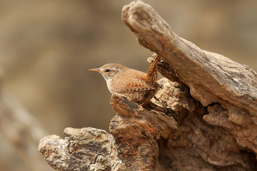 photo of a beautiful little Jenny Wren