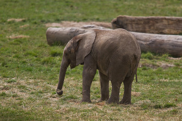 photo of a young African elephant playing on it's own
