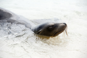 ガラパゴスアザラシ
