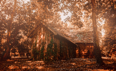 Autumn fall colors wooden house in a forest with trees and leaves in beautiful sunlight