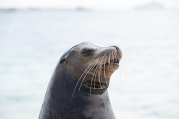 ガラパゴスアザラシ