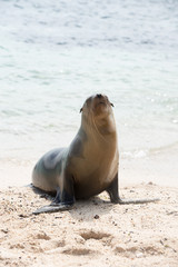 ガラパゴスアザラシ