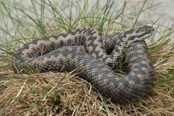 European viper (Vipera berus).