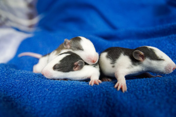 Szczurki na niebieskim tle