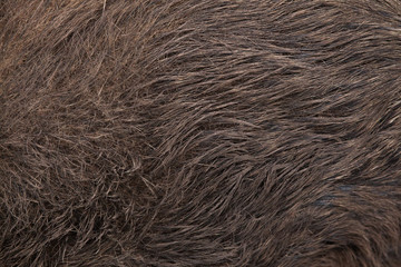 Wild boar (Sus scrofa). Skin texture.