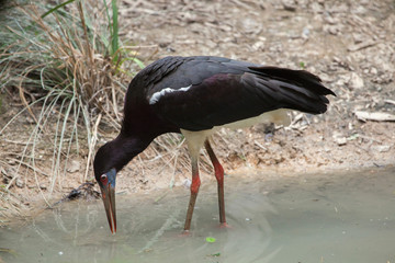 Abdim's stork (Ciconia abdimii)