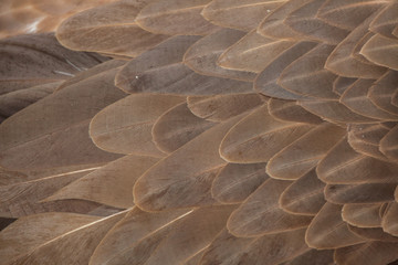 Fototapeta premium Griffon vulture (Gyps fulvus). Plumage texture