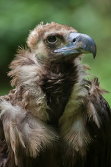 Cinereous vulture (Aegypius monachus)