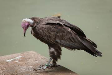 Hooded vulture (Necrosyrtes monachus).