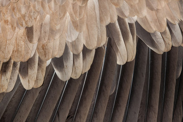 Obraz premium Cinereous vulture (Aegypius monachus). Plumage texture