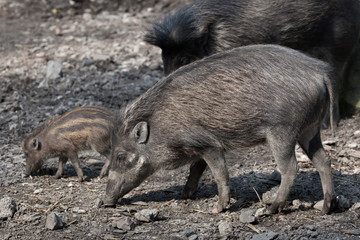 Visayan warty pig (Sus cebifrons).