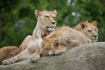 Lioness with two juvenile male lions (Panthera leo).