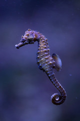 Short-snouted seahorse (Hippocampus hippocampus).