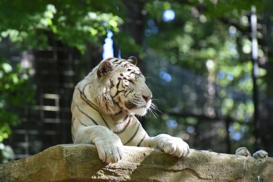 Fototapeta tigre blanc
