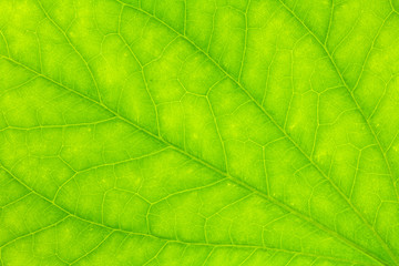Naklejka na ściany i meble Leaf texture or leaf background for design with copy space for text or image.
