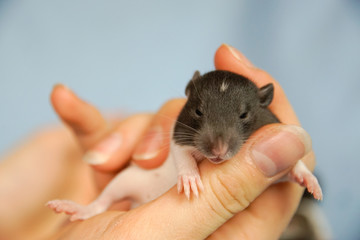 Małe szczury