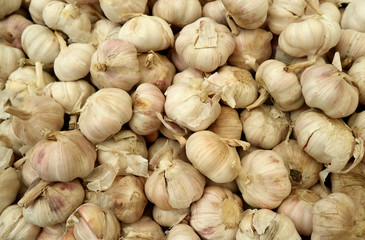 Garlic group.