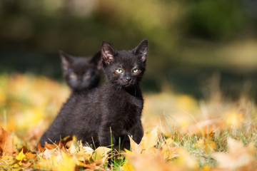 adorable black kitten outdoors in autumn