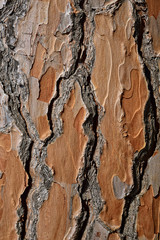 Baumrinde einer Pinie © meerblick09