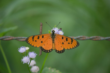 Orange butterfly on flower