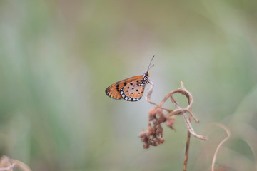 Brown butterfly on flower