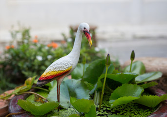  Open billed Stork bird in the garden