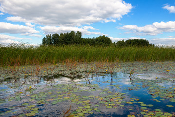 Forest, Lake and Blue Sky