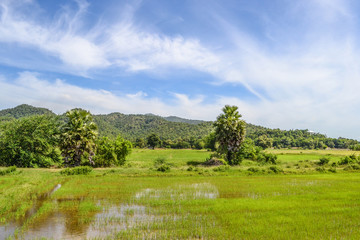 farmland Thailand