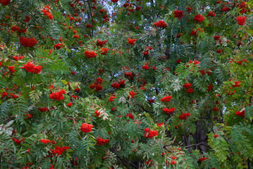  bright rowan berries on trees  branches