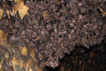 Fledermaus Höhle