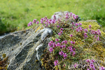 wild thyme growing on stone in european alps (Austria)
