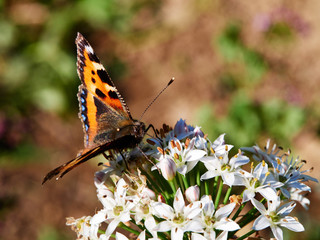 Small Tortoiseshell Butterfly - Close up of the small tortoiseshell butterfly (Aglais urticae L.) is common in Europe and Asia; here it is feeding on nectar from the open garlic chive flower.