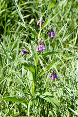 Comfrey - herbal plant