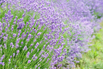 Obraz premium Lavender field in summer time.