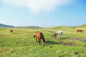 Fototapeta na wymiar 草千里ヶ浜　草を食む馬たち