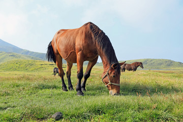 草千里ヶ浜　草を食む馬たち
