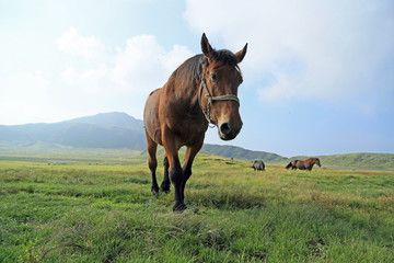 草千里ヶ浜の馬たち
