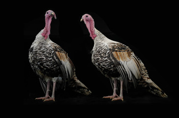 turkey-cocks