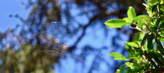 Spider in web