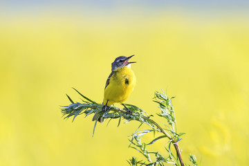 a bird sings on a bright yellow flowered meadow