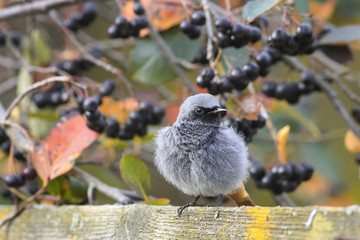 Garden Redstart bird sitting on the branches of black chokeberry